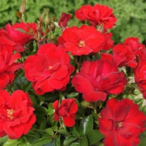 Standard Rooi Rok 90cm