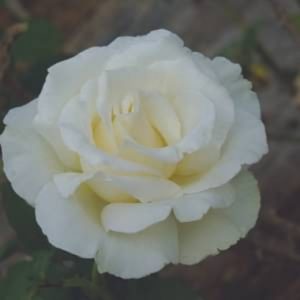 Standard Snow Queen 90cm