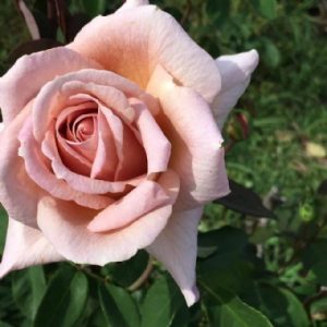 Standard Spiced Coffee 90cm