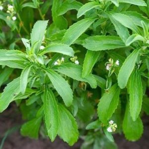 Stevia Rebaudiana