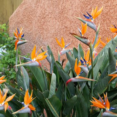Strelitzia-reginae-Bird-of-.jpg