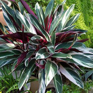 Stromanthe sanguinea Tricolor