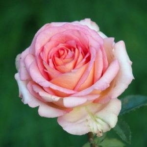 Stuttaford Van Lines