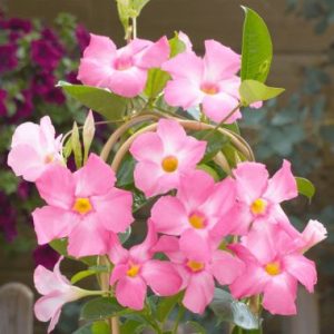 Sundaville® Cosmos Pink