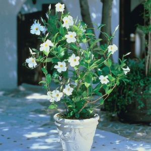 Sundaville® Cosmos White