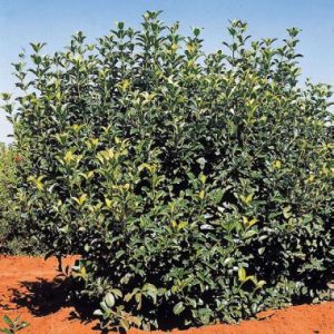 Viburnum odoratissimum