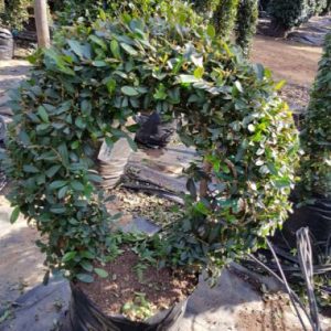 Syzygium paniculatum