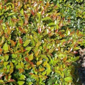 Syzygium paniculatum compacta