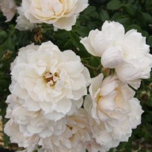 The Generous Gardener