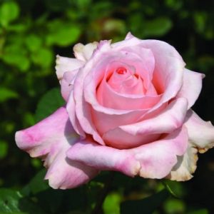 The Rhenish Rose