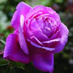 Towering Rose Magic
