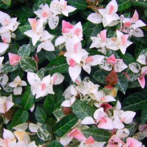 Trachelospermum ‘Chameleon’