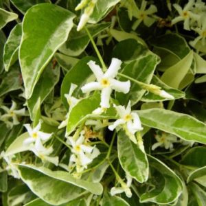 Trachelospermum jasminoides ‘Variegatum’