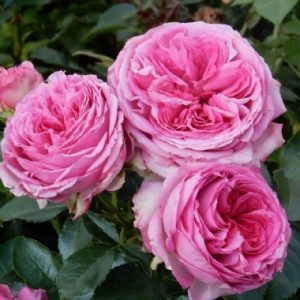 Turning Point LUDfairuktik(P)