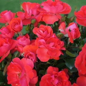 Union of Jewish Women