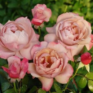 University of Pretoria Centenary