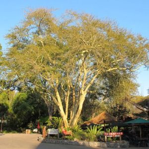 Vachellia xanthophloea