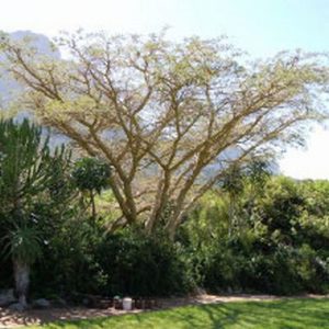 Vachellia sieberiana var. woodii