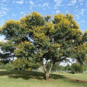 Vachellia karroo
