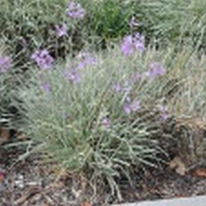 Tulbaghia Violacea 'Silver Lace'