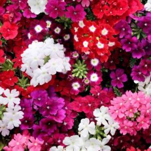 Verbena Malanseuns XD