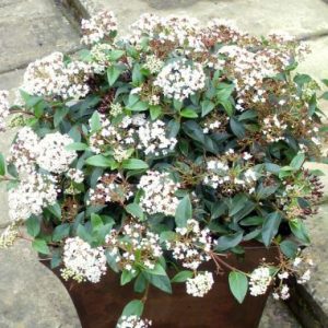 Viburnum tinus Compacta