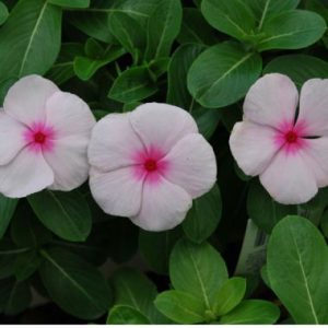 Vinca 'Malanseuns Bright Eye'