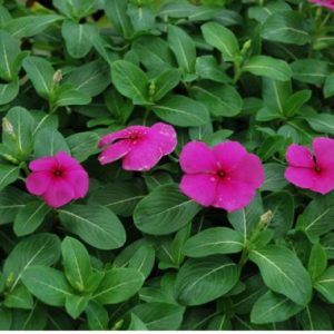 Vinca 'Malanseuns Grape'