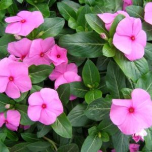 Vinca 'Malanseuns Pink'