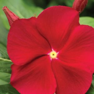 Vinca 'Malanseuns Red'