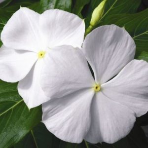 Vinca White