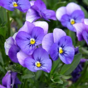 Viola 'Malanseuns Ice Blue'