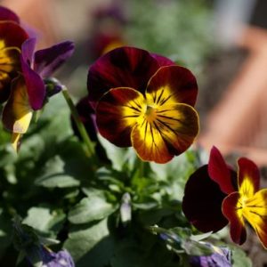 Viola ‘Malanseuns Red and Gold’