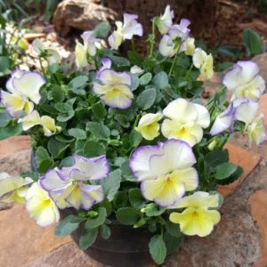 Viola Magnifi Scent TM ‘Sweetheart’