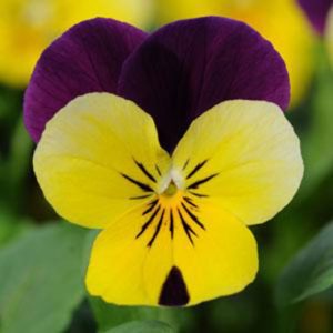 Viola 'Sorbet XP Yellow Burgundy Jump Up'