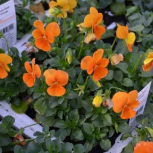 Viola 'Malanseuns Sorbet XP Deep Orange'