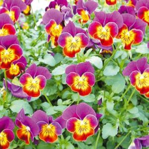 Viola 'Malanseuns Red and Gold'