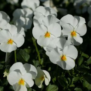 Viola 'Malanseuns White'