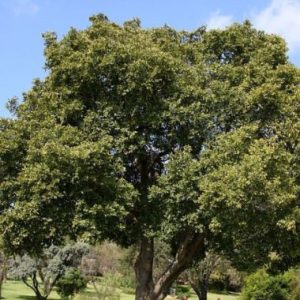 Celtis africana
