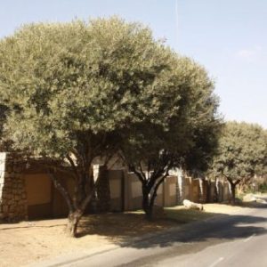 Olea europaea subsp. Africana