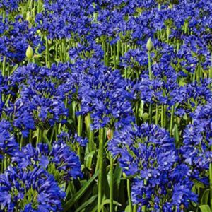 Agapanthus Blue Velvet ®