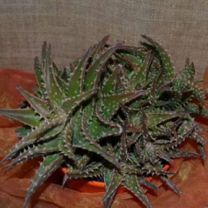 Living Gift Aloe Rascal'