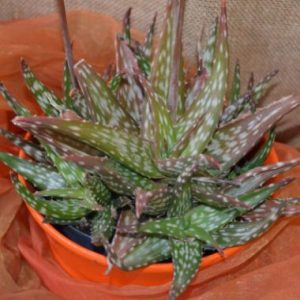 Aloe Spotty