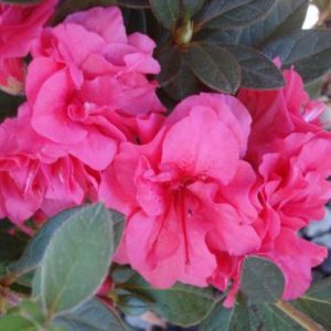 Rhododendron x Encore ® Autumn Rouge