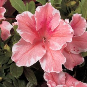 Rhododendron x Encore ® Autumn Sunburst