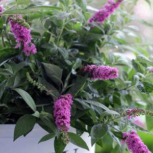 Buddleja LO & Behold 'Pink Micro Chip' PBR