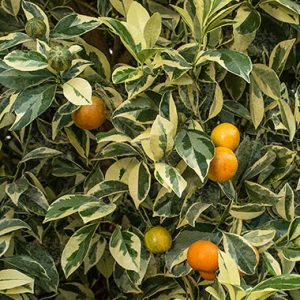 Citrus Calamondin Variegated