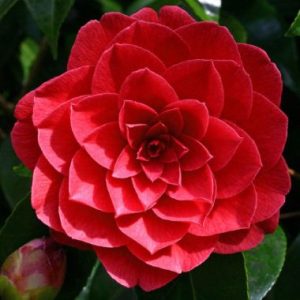 Camellia ‘Black Lace’