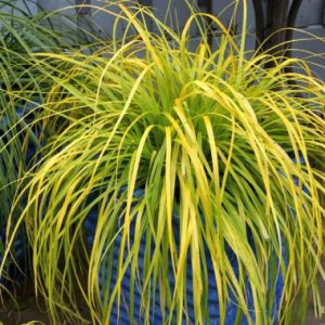 Carex  EverColor ® Everillo
