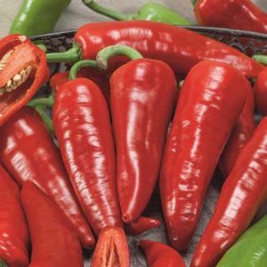 Chillie Giant Ristra